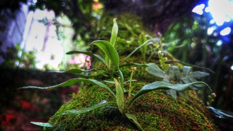 lil luigi pizza oven demonstration review buy pizza oven