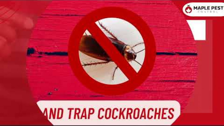 Pest Control Aurora | Pest Removal &amp; Bed Bug Extermination Services