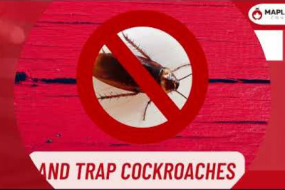 Pest Control Aurora | Pest Removal & Bed Bug Extermination Services