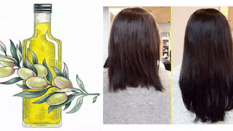Is Extra Virgin Olive Oil from the Early Harvest Beneficial to Hair?