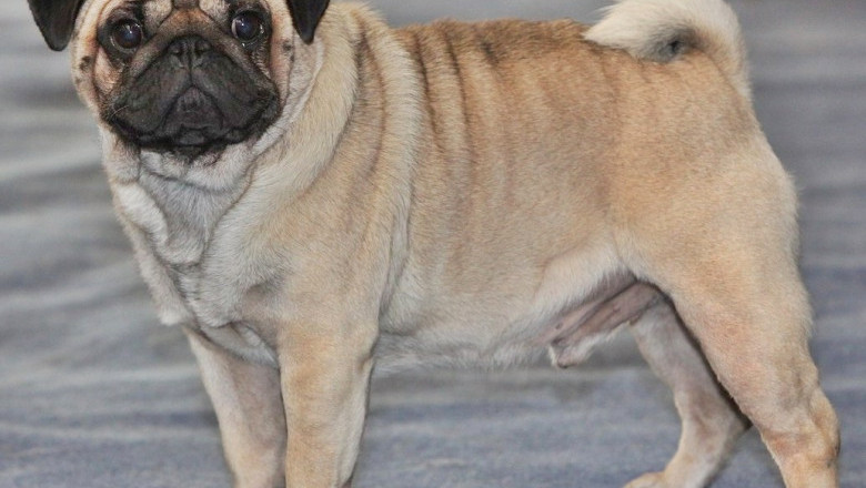 Njupuk Dog Pug