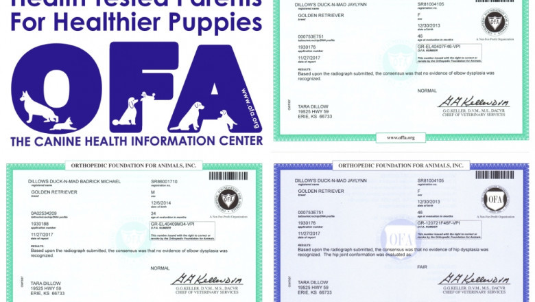 Tara Dillow Dog Breeder News Article and Report