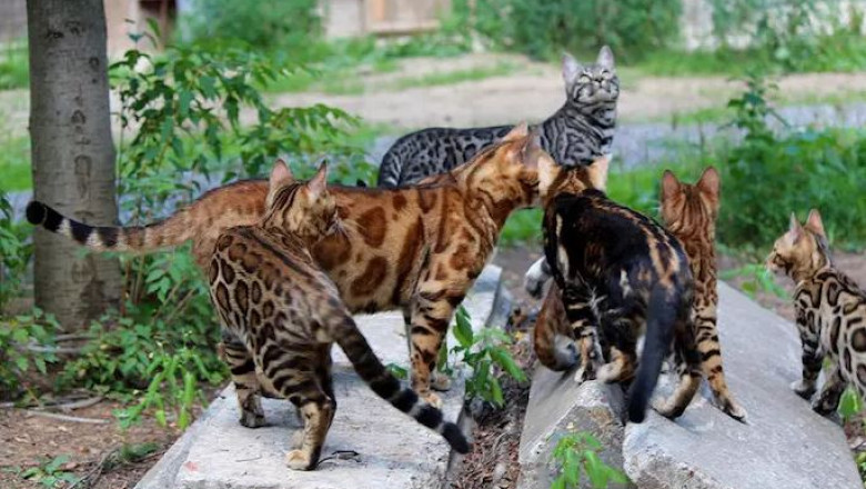 Bengal Cats the Panel Leopards of Nowadays to the Legend Of The Marble Pet
