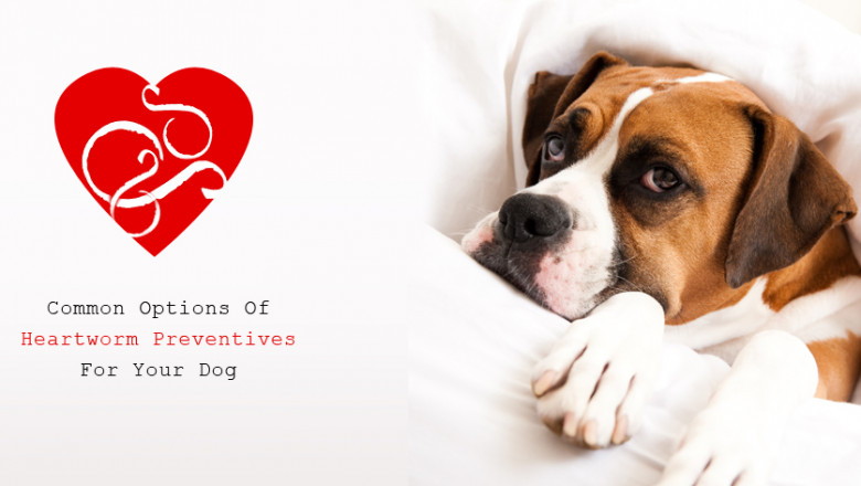 Common Options Of Heartworm Preventives For Your Dog