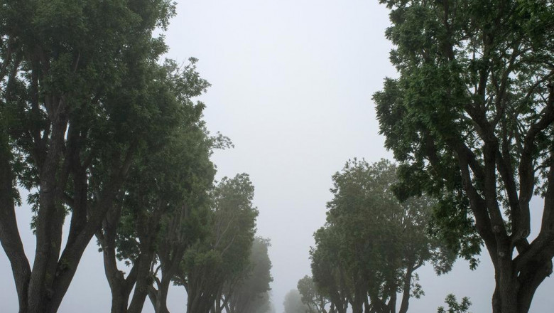 tree removal 10 things i wish id known earlier