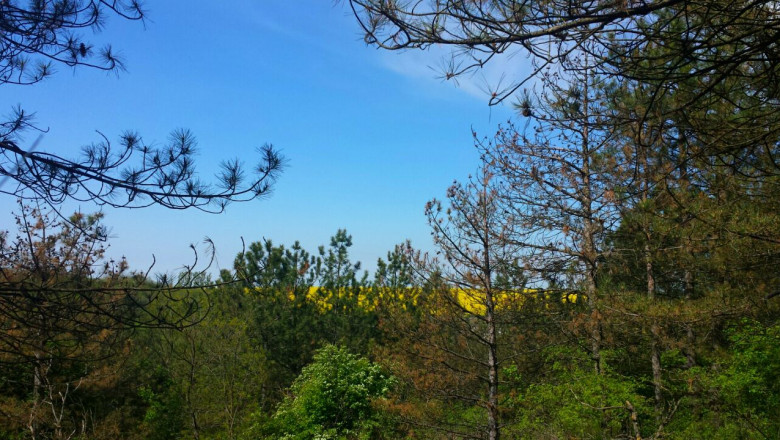 Trauma Therapy in North Phoenix