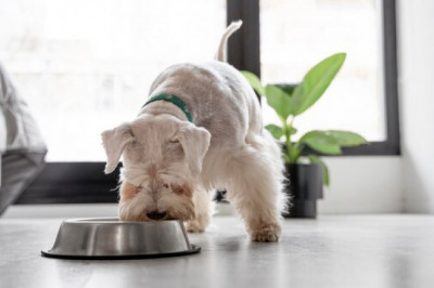 Learn More about Ziwi Peak Cat Food and Proper Nutrition