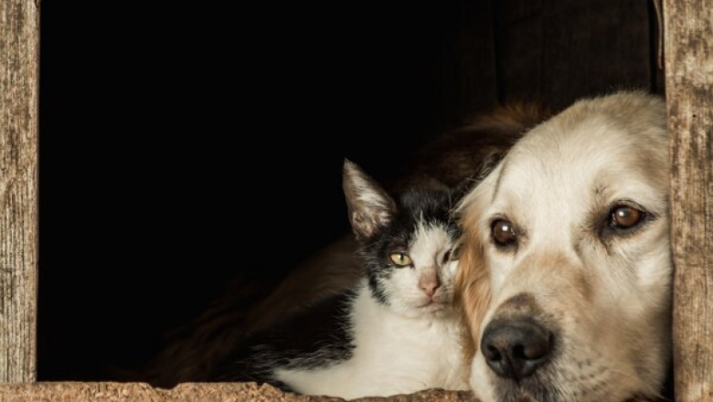 Where to Shop Quality Pet Supplies for Your Companion