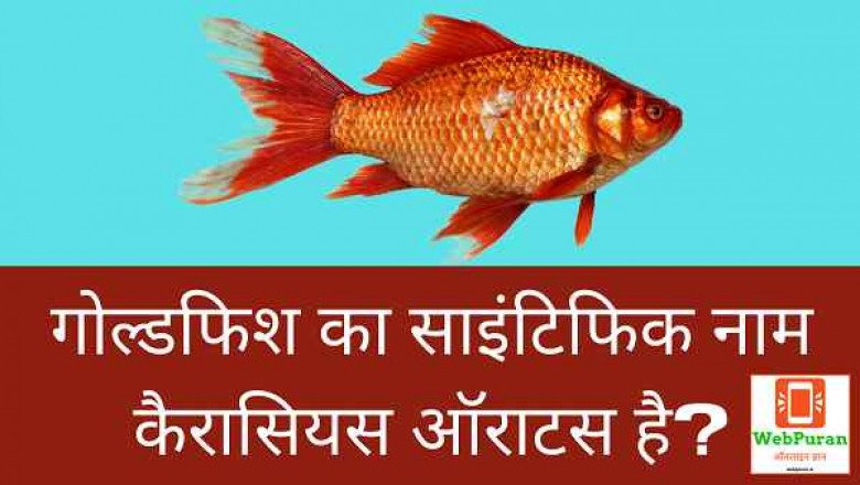 Goldfish Ka Scientific Naam Kya Hai with Web Puran