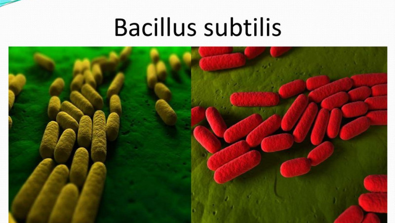 The Bacillus Subtilis Market: Global Trends, Share, Size, Growth, Opportunities, And Forecast 2018-2026"