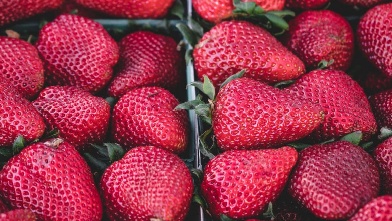 doggcrapp training what no one is talking about