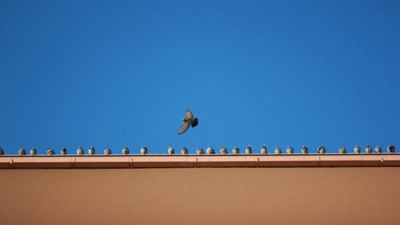 A Pigeon Deterrent Method That Changes the Bird’s Behaviour