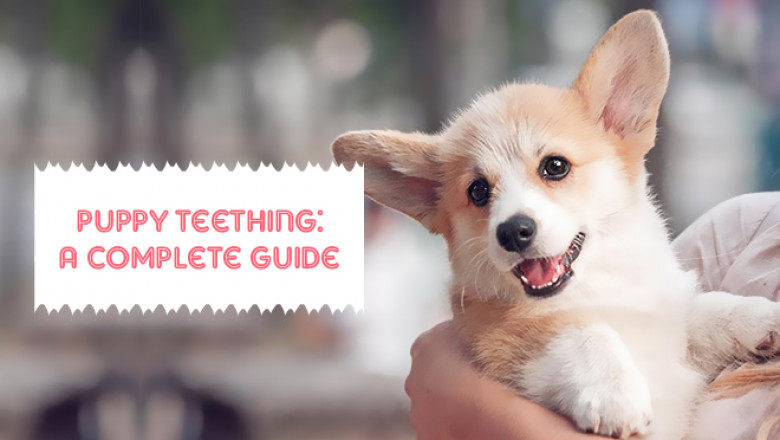 Puppy Teething: A Complete Guide