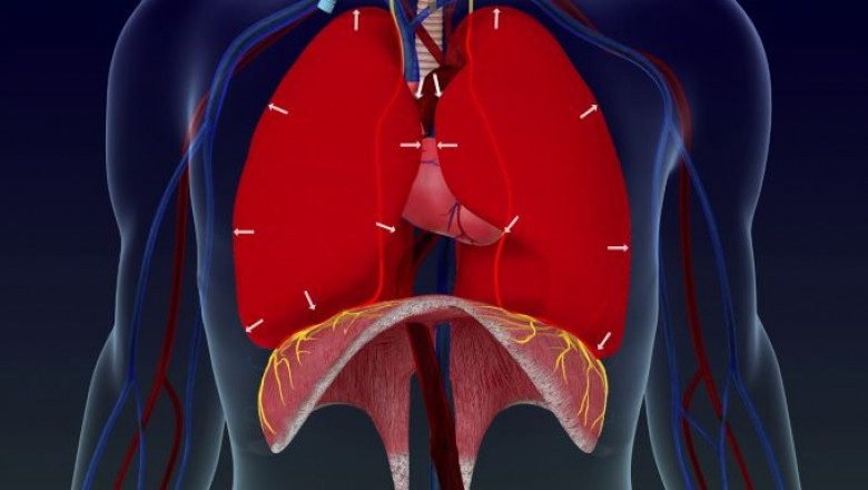 Diaphragm Pacing Therapy System Market Share Forecast 2028 | Research Informatic