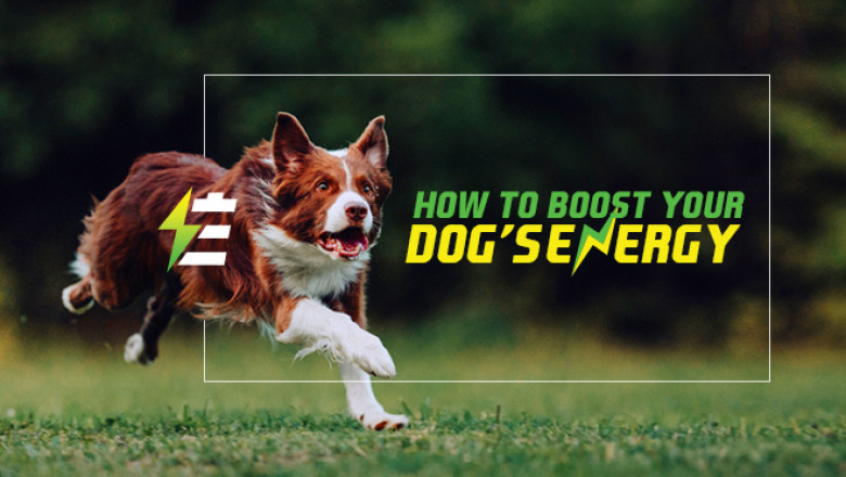 How To Boost Your Dog’s Energy | DiscountPetCare
