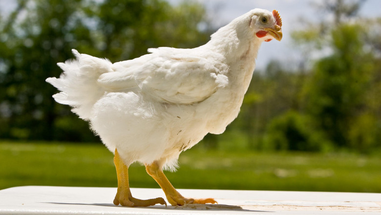 Market Size, Share, Growth, Opportunity And Forecast For The Poultry Market, 2019-2027