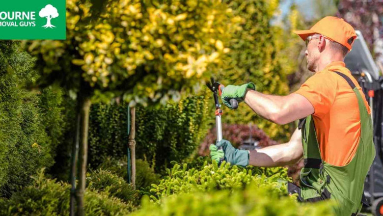 Melbourne Tree Removal Guys