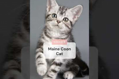 6 Cat Breeds That May Actually Like Water