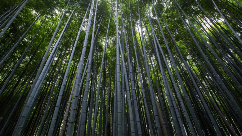 15 secretly funny people working in cupping