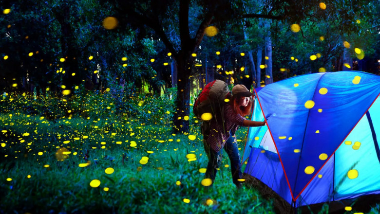Bhandaradara Fireflies camping