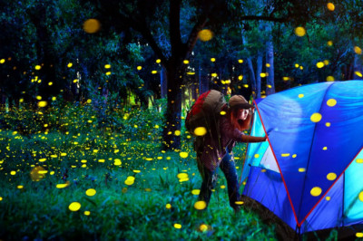 Bhandaradara Fireflies camping