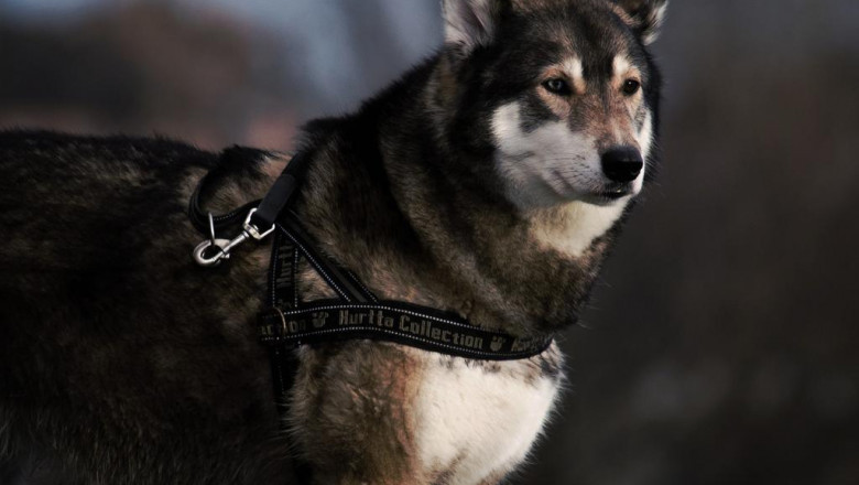 residential treatment for autism and intellectual applied behavior analysis