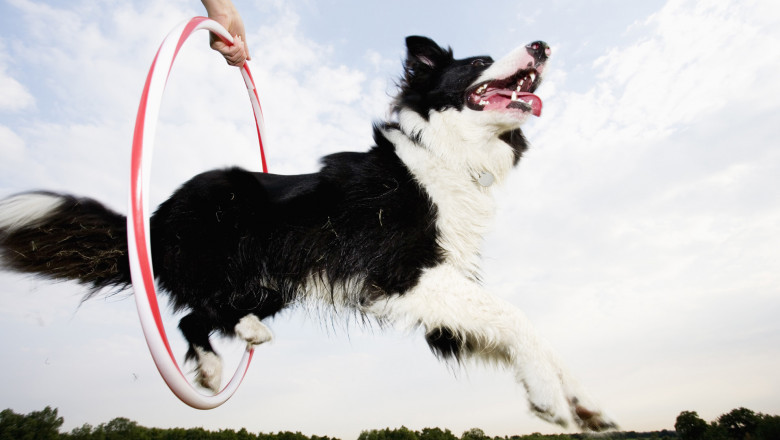 Want To Make Your Dog Obedient? Get Them The Best Training!