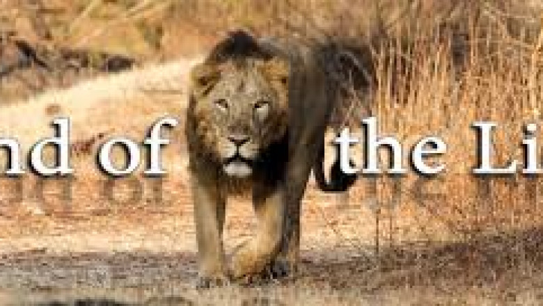 Sasan Gir Jungle Safari Package | GIR National Park