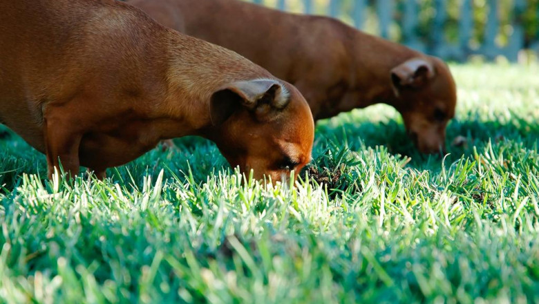 what will mplouzes zara be like in 100 years