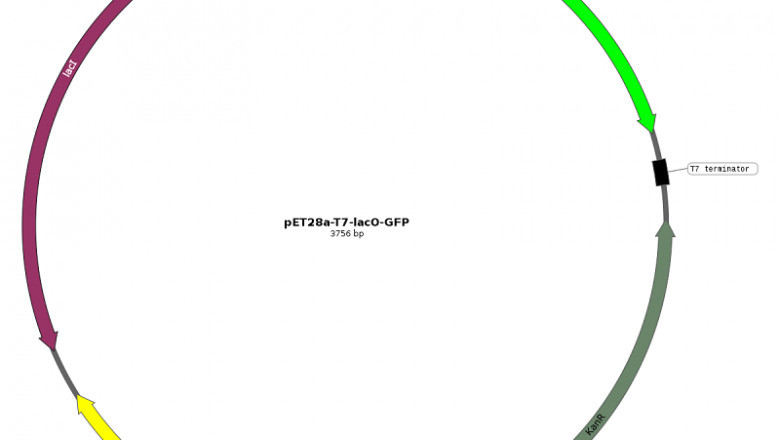 Expression Vectors Market : Facts, Benefits, Figures and Analytical Insights