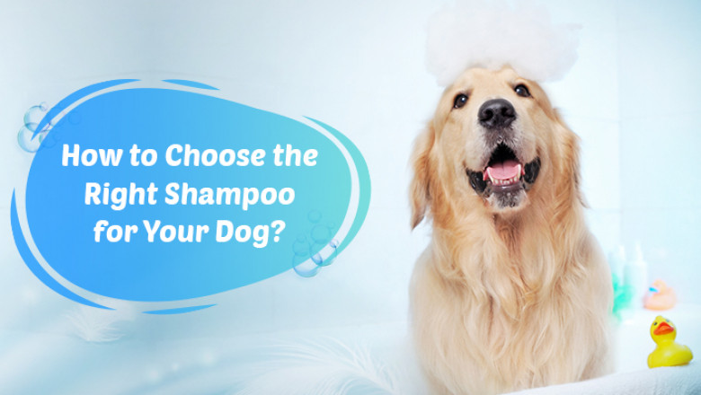 How to Choose the Right Dog Shampoo?