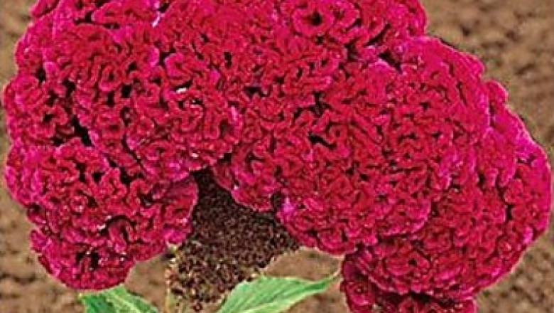 Global Ornamental Plant Seeds Market 2022 by Manufacturers, Regions, Type, Application, Forecast to 2025