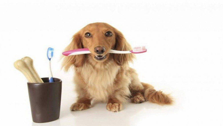Pet Healthcare Product Market In-Depth Insight, Size, Share, COVID-19 Impact Analysis and Forecast 2022-2030