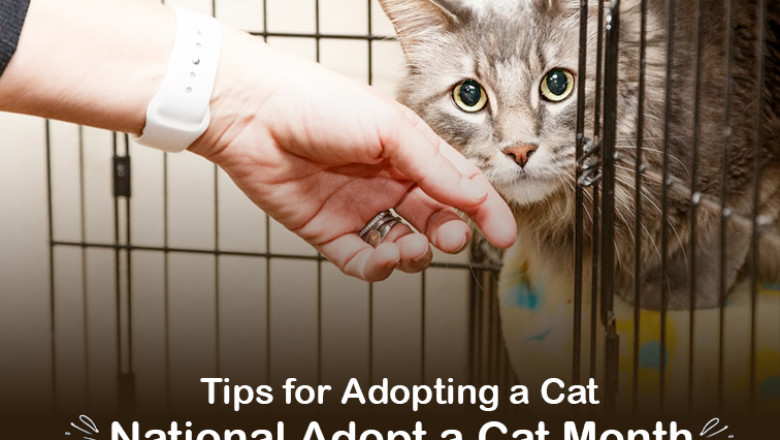 It’s Adopt a Cat Month-Know The Tips for Adopting