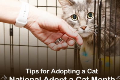 It’s Adopt a Cat Month-Know The Tips for Adopting