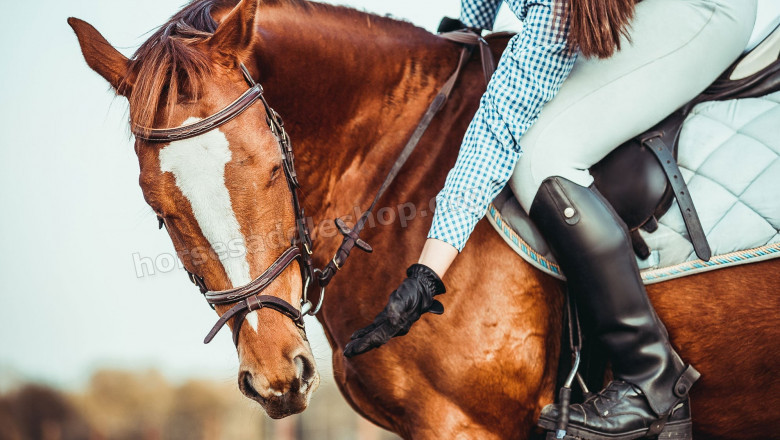 Horse Saddle Shop