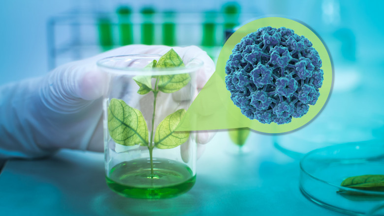 How are Plant-based Vaccines Produced?