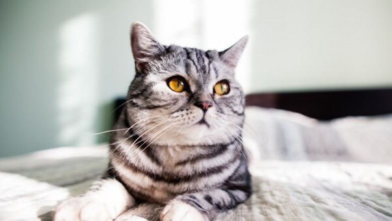 Essential Pet Supplies – Puppy Training Pads and The Cat Scratcher