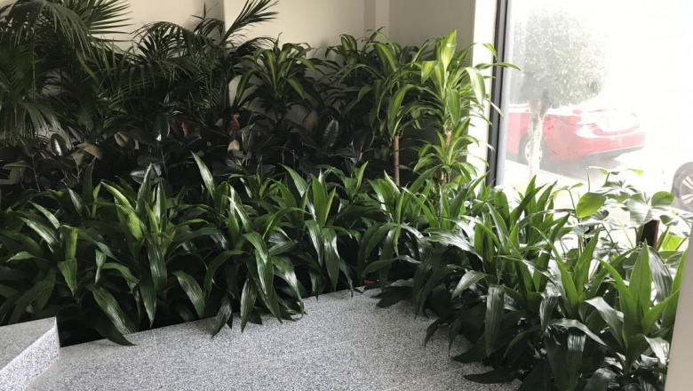 List Out The Various Varieties Of Office Plants For Hire