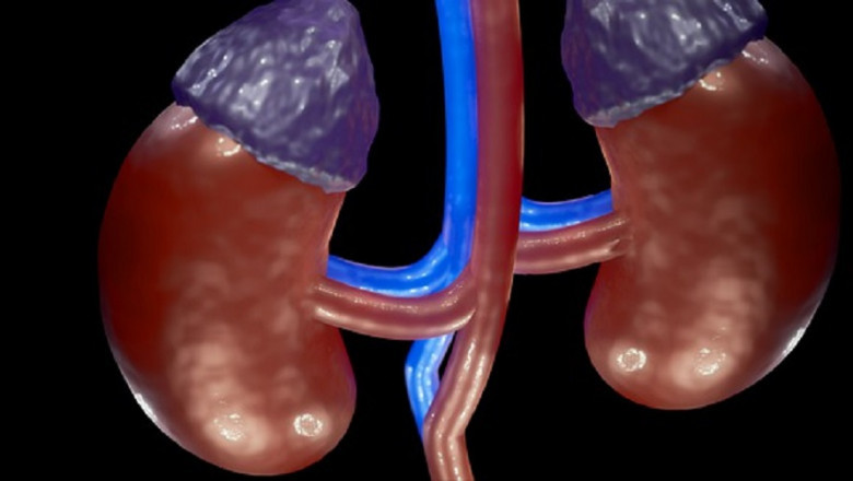 Buy USA Nephrologists B2B Instant Download Email List