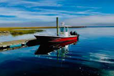 Arrange Tours of Whale Watching in Chatham MA