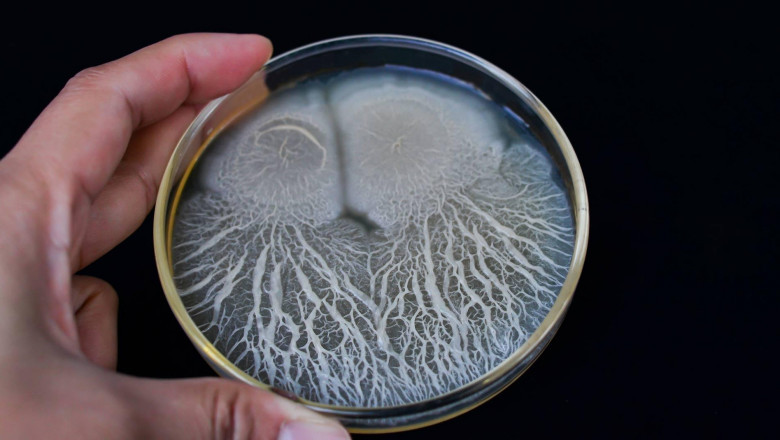 Bacillus Subtilis Is Commonly Used As A Fungicide On Crops To Fight Fungal Diseases