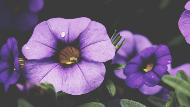 25 surprising facts about bradina phoremata