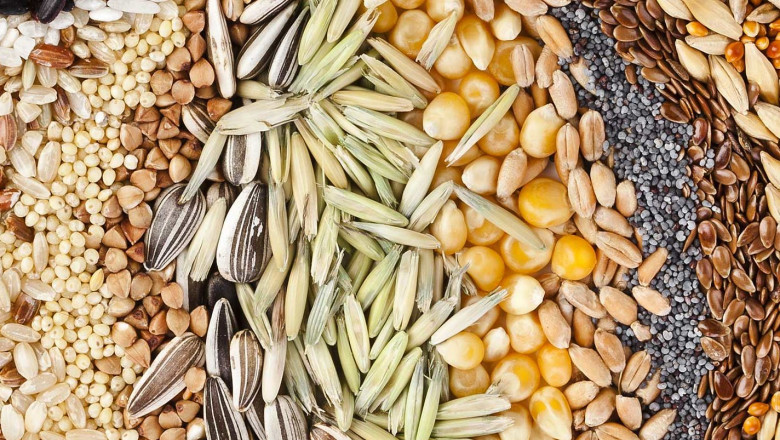 Global Seed Treatment Fungicides Market Outlook