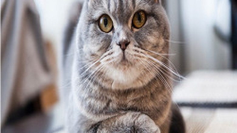 Scottish Fold Cats and Kittens for sale