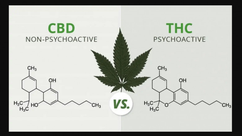 Tips to Buy the most effective CBD Oil