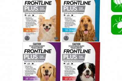 Frontline Plus Controls Flea and Tick for your Dogs
