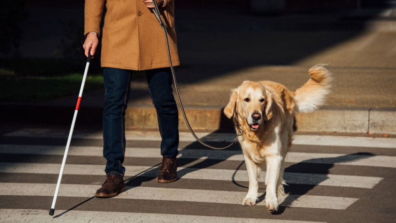 Is it safe to travel with your Emotional Support Dog - 2022 Guide