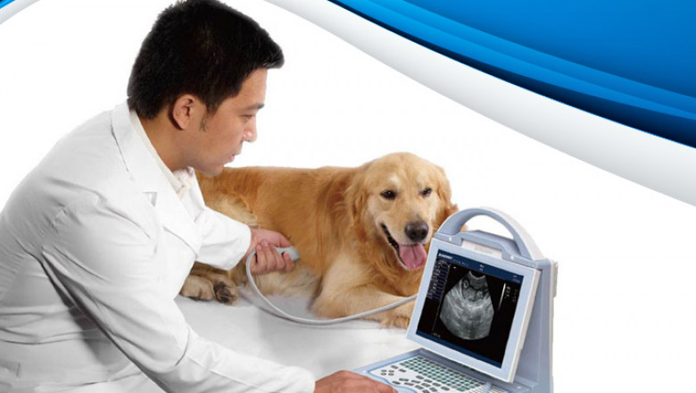 Veterinary Dental Units and Accessories