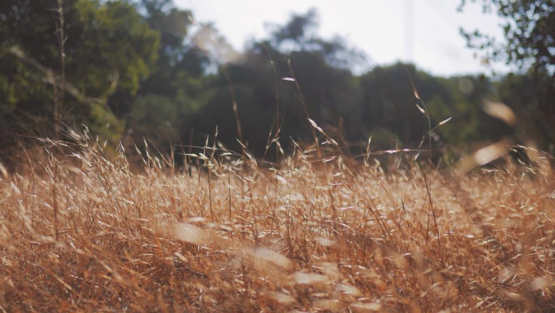 what will plant esters clove be like in 100 years